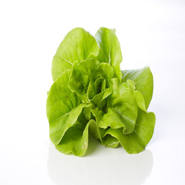 Butterhead lettuce  /  خس الزبدة  /  बटरहेड लेट्यूस  /  سلاد